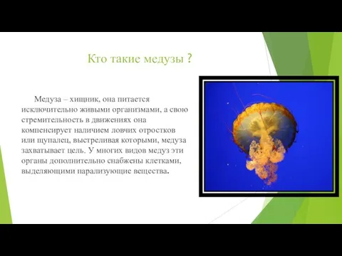 Кто такие медузы ? Медуза – хищник, она питается исключительно живыми