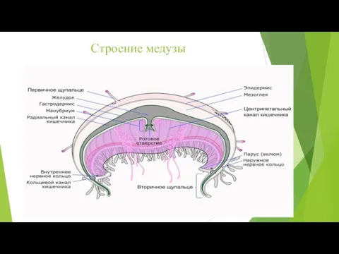 Строение медузы