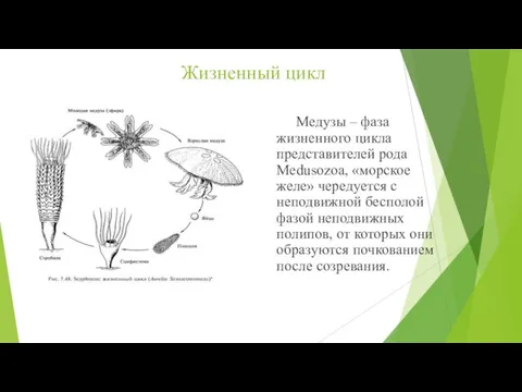 Жизненный цикл Медузы – фаза жизненного цикла представителей рода Medusozoa, «морское