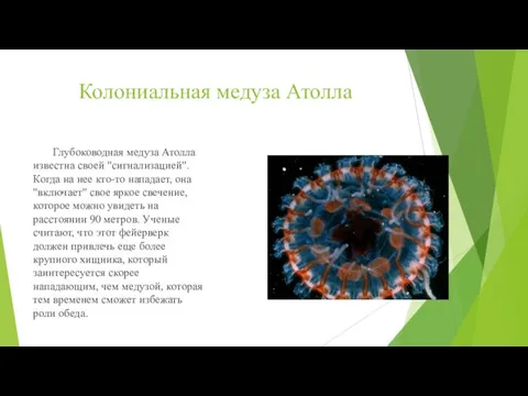 Колониальная медуза Атолла Глубоководная медуза Атолла известна своей "сигнализацией". Когда на