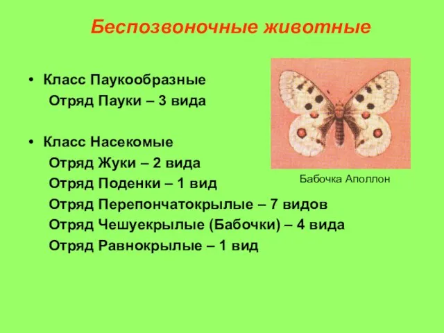 Беспозвоночные животные Класс Паукообразные Отряд Пауки – 3 вида Класс Насекомые