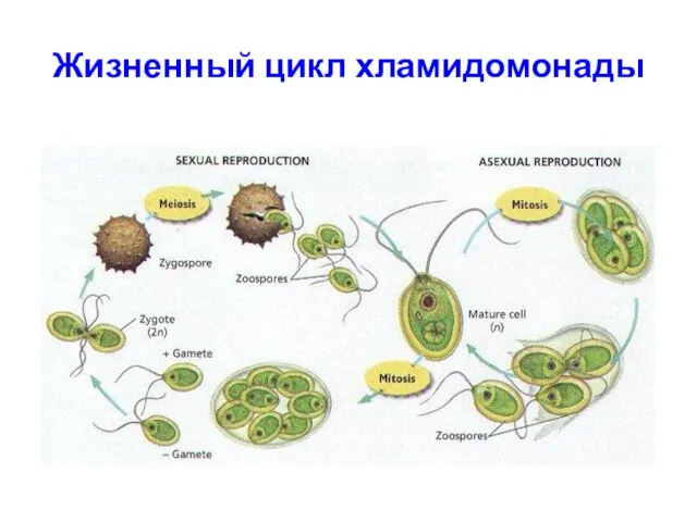 Жизненный цикл хламидомонады