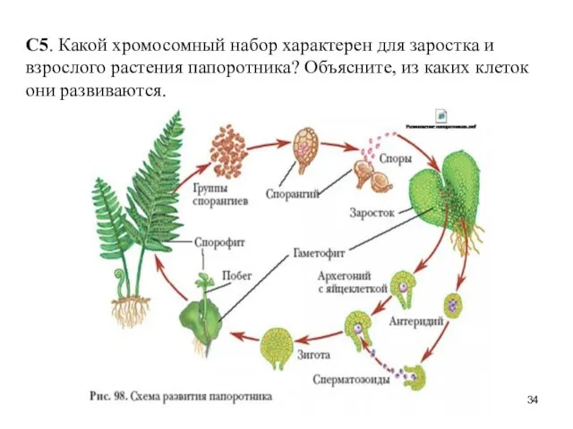 С5. Какой хромосомный набор характерен для заростка и взрослого растения папоротника?