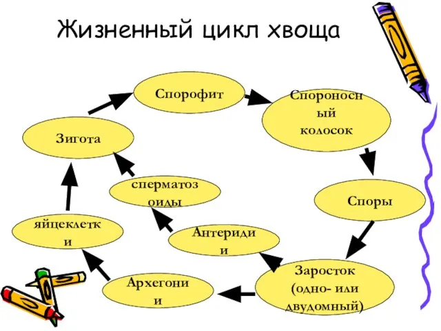 Жизненный цикл хвоща Спорофит Спороносный колосок Споры Заросток (одно- или двудомный) Антеридии Зигота Архегонии сперматозоиды яйцеклетки