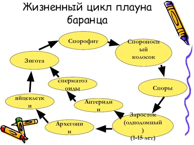 Жизненный цикл плауна баранца Спорофит Спороносный колосок Споры Заросток (однодомный) (1-15