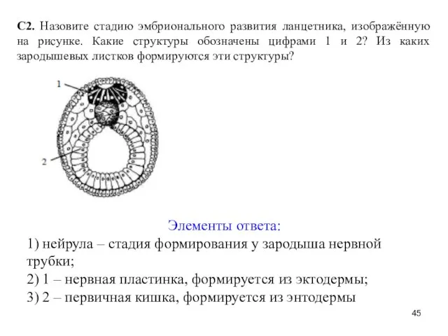 С2. Назовите стадию эмбрионального развития ланцетника, изображённую на рисунке. Какие структуры