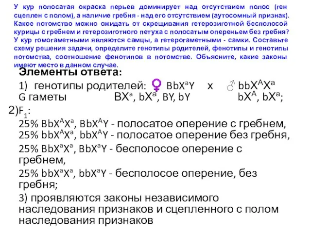 У кур полосатая окраска перьев доминирует над отсутствием полос (ген сцеплен