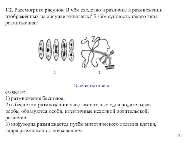 С2. Рассмотрите рисунок. В чём сходство и различие в размножении изображённых