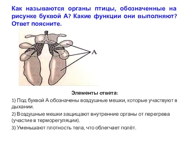 Как называются органы птицы, обозначенные на рисунке буквой А? Какие функции