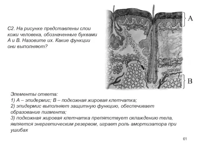 С2. На рисунке представлены слои кожи человека, обозначенные буквами А и