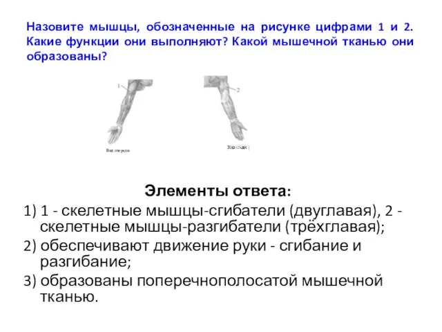 Назовите мышцы, обозначенные на рисунке цифрами 1 и 2. Какие функции