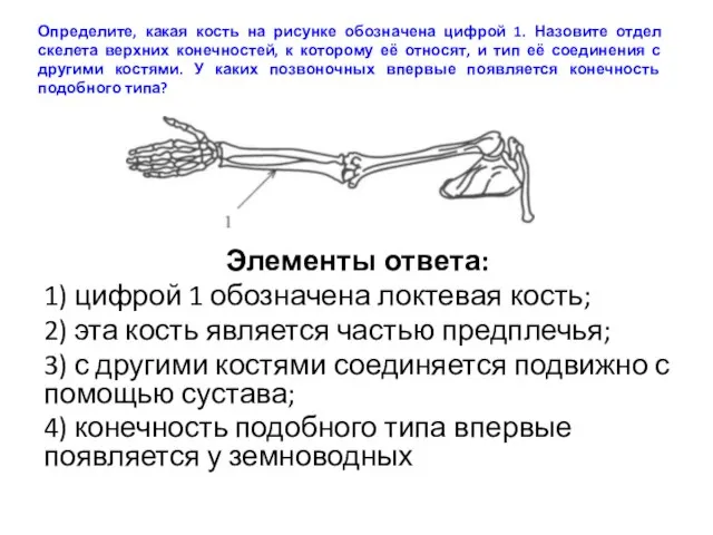 Определите, какая кость на рисунке обозначена цифрой 1. Назовите отдел скелета