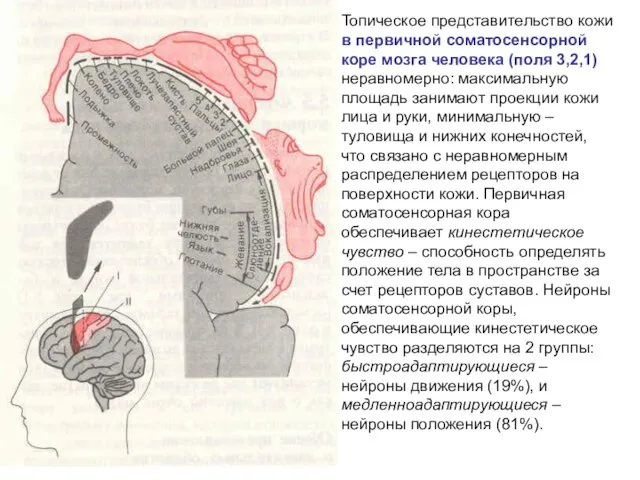 Топическое представительство кожи в первичной соматосенсорной коре мозга человека (поля 3,2,1)