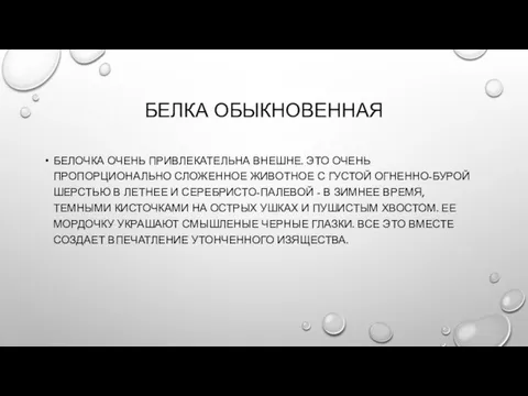 БЕЛКА ОБЫКНОВЕННАЯ БЕЛОЧКА ОЧЕНЬ ПРИВЛЕКАТЕЛЬНА ВНЕШНЕ. ЭТО ОЧЕНЬ ПРОПОРЦИОНАЛЬНО СЛОЖЕННОЕ ЖИВОТНОЕ