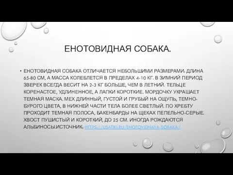 ЕНОТОВИДНАЯ СОБАКА. ЕНОТОВИДНАЯ СОБАКА ОТЛИЧАЕТСЯ НЕБОЛЬШИМИ РАЗМЕРАМИ: ДЛИНА 65-80 СМ, А