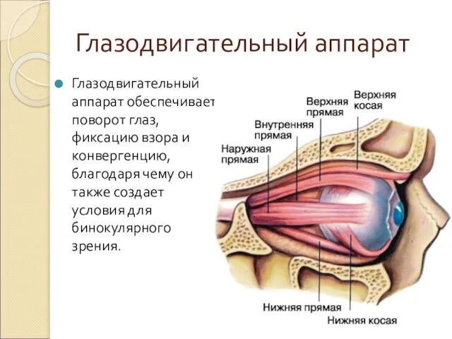 Глазодвигательный аппарат Глазодвигательный аппарат обеспечивает поворот глаз, фиксацию взора и конвергенцию,