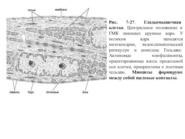 Рис. 7-27. Гладкомышечная клетка. Центральное положение в ГМК занимает крупное ядро.