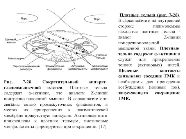 Плотные тельца (рис. 7-28). В саркоплазме и на внутренней стороне плазмолеммы