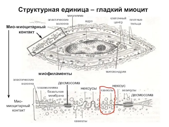 Структурная единица – гладкий миоцит Мио-миоцитарный контакт миофиламенты митохондрия плотные тельца