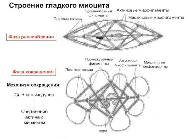 Строение гладкого миоцита Фаза расслабления Фаза сокращения Плотные тельца: Плотные тельца