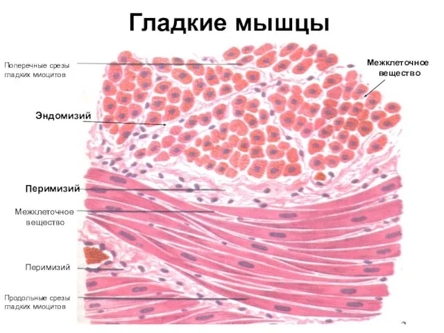 Гладкие мышцы Поперечные срезы гладких миоцитов Продольные срезы гладких миоцитов Перимизий