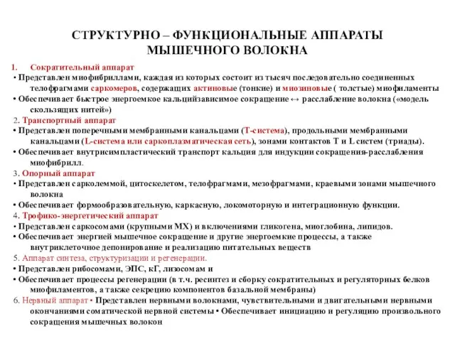 СТРУКТУРНО – ФУНКЦИОНАЛЬНЫЕ АППАРАТЫ МЫШЕЧНОГО ВОЛОКНА Сократительный аппарат • Представлен миофибриллами,