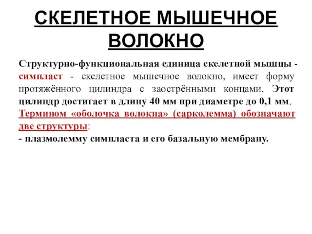 СКЕЛЕТНОЕ МЫШЕЧНОЕ ВОЛОКНО Структурно-функциональная единица скелетной мышцы - симпласт - скелетное