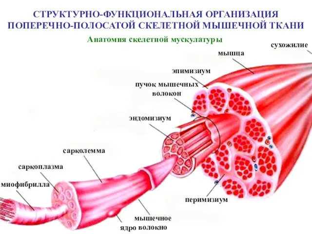 СТРУКТУРНО-ФУНКЦИОНАЛЬНАЯ ОРГАНИЗАЦИЯ ПОПЕРЕЧНО-ПОЛОСАТОЙ СКЕЛЕТНОЙ МЫШЕЧНОЙ ТКАНИ Анатомия скелетной мускулатуры сухожилие мышца