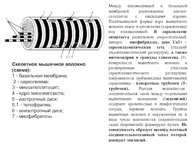 Между плазмолеммой и базальной мембраной расположены клетки-сателлиты с овальными ядрами. Палочковидной