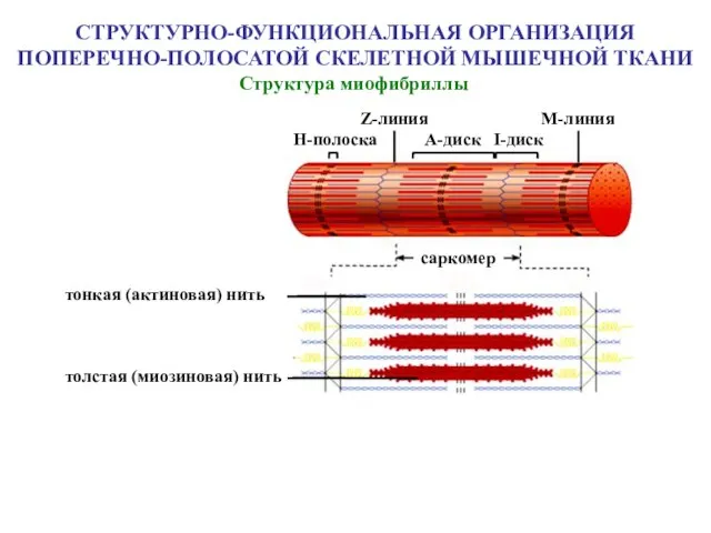 Структура миофибриллы СТРУКТУРНО-ФУНКЦИОНАЛЬНАЯ ОРГАНИЗАЦИЯ ПОПЕРЕЧНО-ПОЛОСАТОЙ СКЕЛЕТНОЙ МЫШЕЧНОЙ ТКАНИ Z-линия саркомер Н-полоска