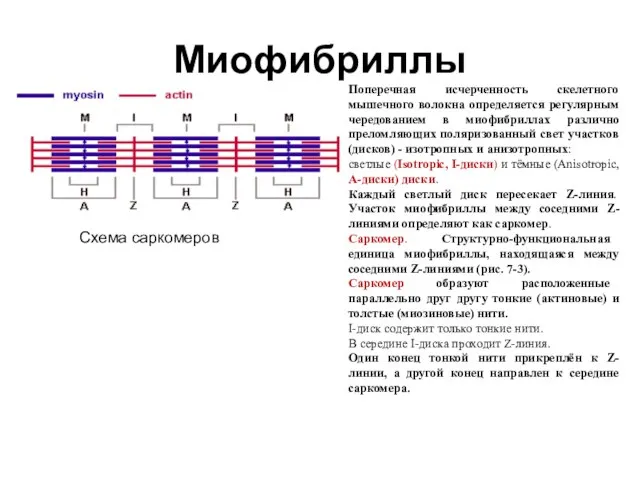 Миофибриллы Поперечная исчерченность скелетного мышечного волокна определяется регулярным чередованием в миофибриллах