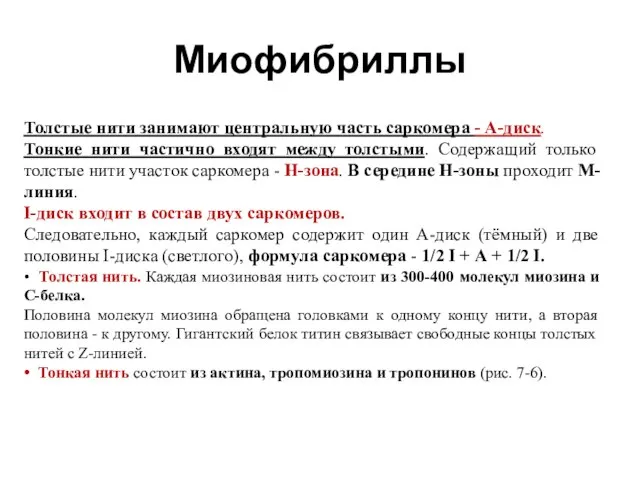 Миофибриллы Толстые нити занимают центральную часть сaркомера - А-диск. Тонкие нити