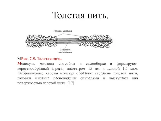 Толстая нить. МРис. 7-5. Толстая нить. Молекулы миозина способны к самосборке