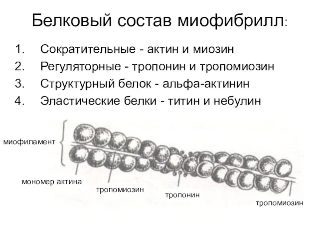 Белковый состав миофибрилл: Сократительные - актин и миозин Регуляторные - тропонин