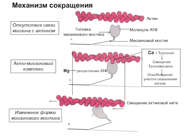 Актин Механизм сокращения Головка миозинового мостика Миозиновый мостик Отсутствие связи миозина