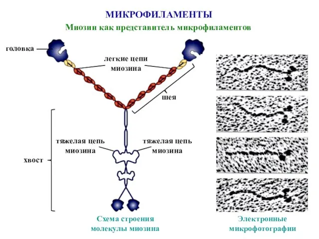 МИКРОФИЛАМЕНТЫ Миозин как представитель микрофиламентов тяжелая цепь миозина Схема строения молекулы