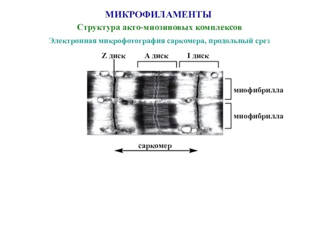 МИКРОФИЛАМЕНТЫ Структура акто-миозиновых комплексов Электронная микрофотография саркомера, продольный срез А диск