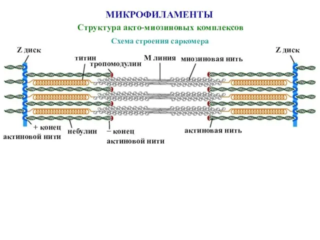 МИКРОФИЛАМЕНТЫ Структура акто-миозиновых комплексов Схема строения саркомера Z диск титин тропомодулин