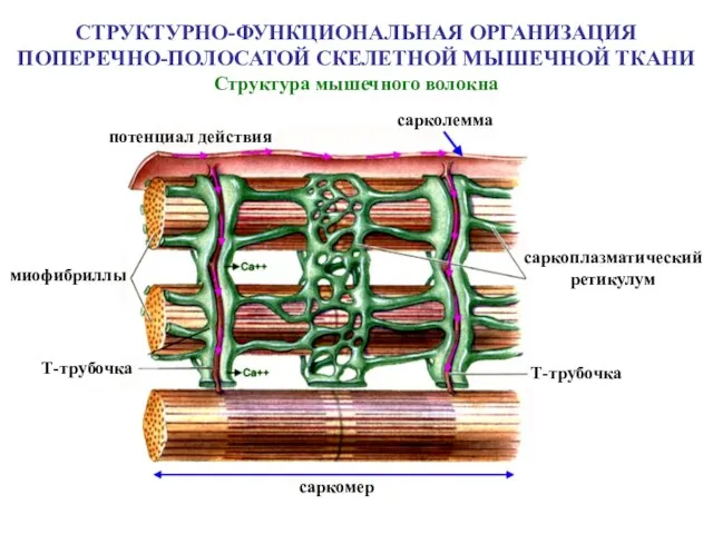 Структура мышечного волокна СТРУКТУРНО-ФУНКЦИОНАЛЬНАЯ ОРГАНИЗАЦИЯ ПОПЕРЕЧНО-ПОЛОСАТОЙ СКЕЛЕТНОЙ МЫШЕЧНОЙ ТКАНИ потенциал действия