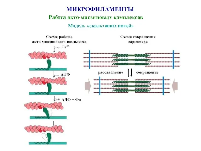 МИКРОФИЛАМЕНТЫ Работа акто-миозиновых комплексов Модель «скользящих нитей»
