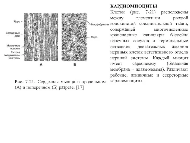 КАРДИОМИОЦИТЫ Клетки (рис. 7-21) расположены между элементами рыхлой волокнистой соединительной ткани,