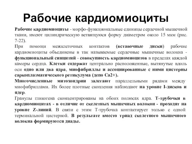 Рабочие кардиомиоциты Рабочие кардиомиоциты - морфо-функциональные единицы сердечной мышечной ткани, имеют