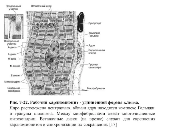 Рис. 7-22. Рабочий кардиомиоцит - удлинённой формы клетка. Ядро расположено центрально,