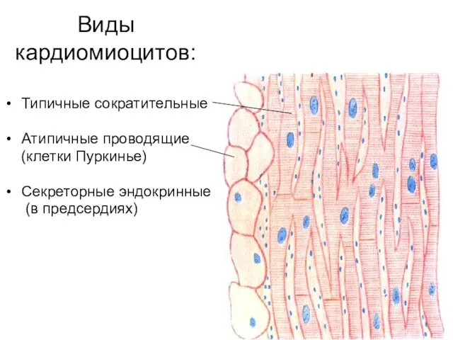 Виды кардиомиоцитов: Типичные сократительные Атипичные проводящие (клетки Пуркинье) Секреторные эндокринные (в предсердиях)