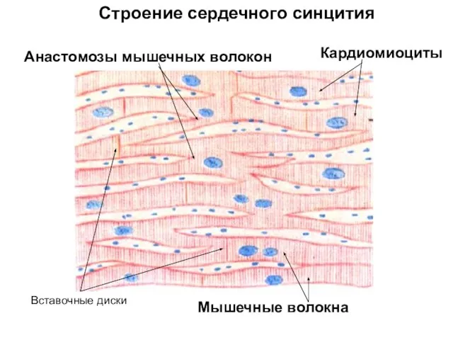 Анастомозы мышечных волокон Вставочные диски Строение сердечного синцития Кардиомиоциты Мышечные волокна