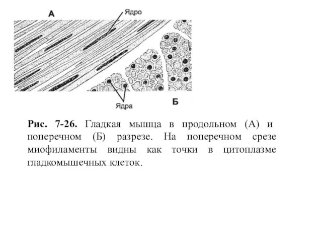 Рис. 7-26. Гладкая мышца в продольном (А) и поперечном (Б) разрезе.