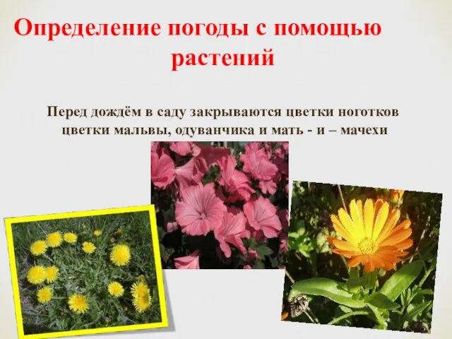 Определение погоды с помощью растений Перед дождём в саду закрываются цветки
