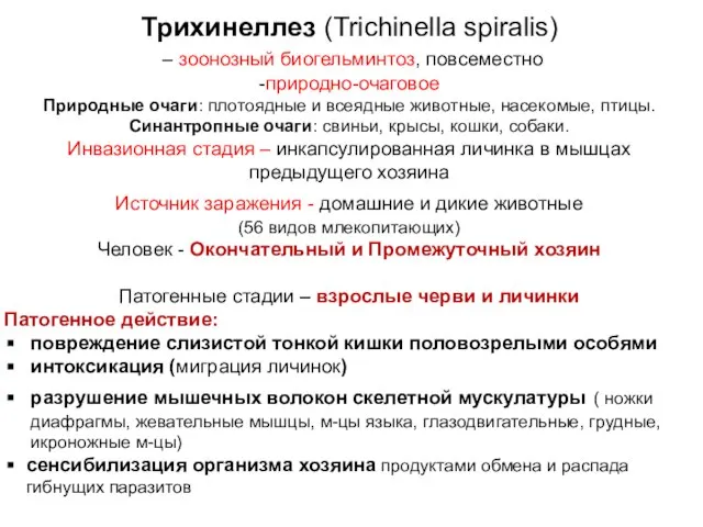 Трихинеллез (Trichinella spiralis) – зоонозный биогельминтоз, повсеместно -природно-очаговое Природные очаги: плотоядные