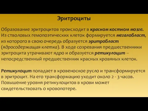 Эритроциты Образование эритроцитов происходит в красном костном мозге. Из стволовых гемопоэтических