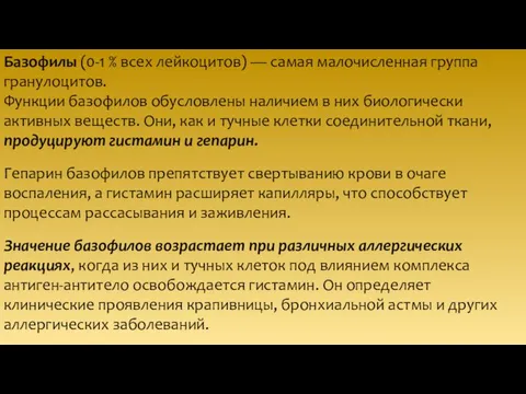 Базофилы (0-1 % всех лейкоцитов) — самая малочисленная группа гранулоцитов. Функции